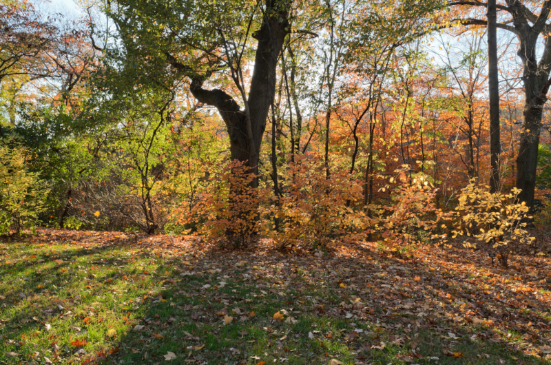 The Thain Family Forrest in the New York Botanical Garden.